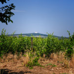 Castel del Monte dalle vigne