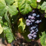 Malvasia nera